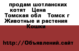 продам шотланских котят › Цена ­ 3 000 - Томская обл., Томск г. Животные и растения » Кошки   